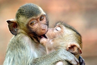 I 12 metodi di accoppiamento più bizzarri del regno animale