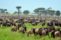 Non si farà la strada asfaltata che attraversa il Serengeti