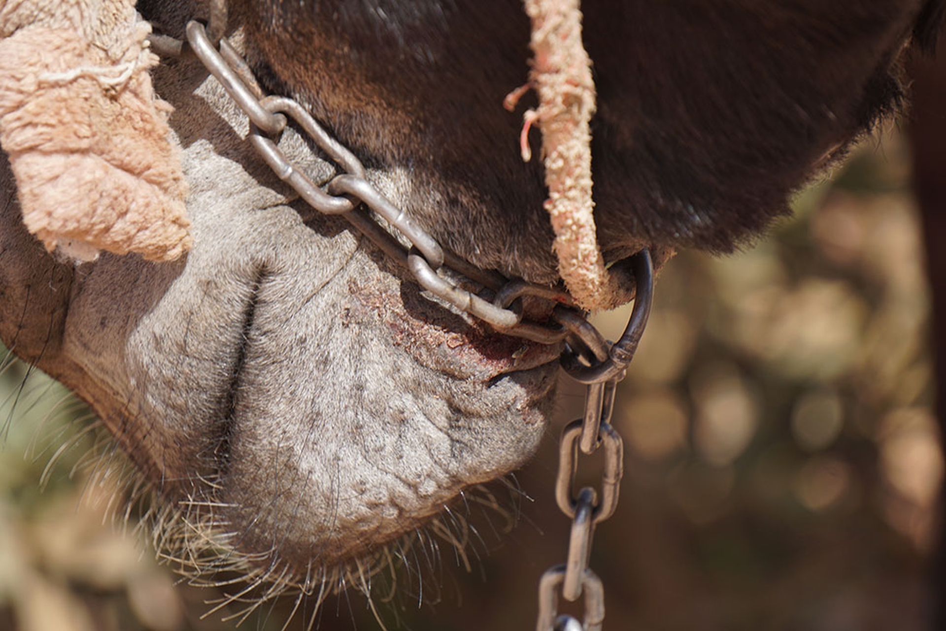 Maltrattamenti animali a Petra, in Giordania