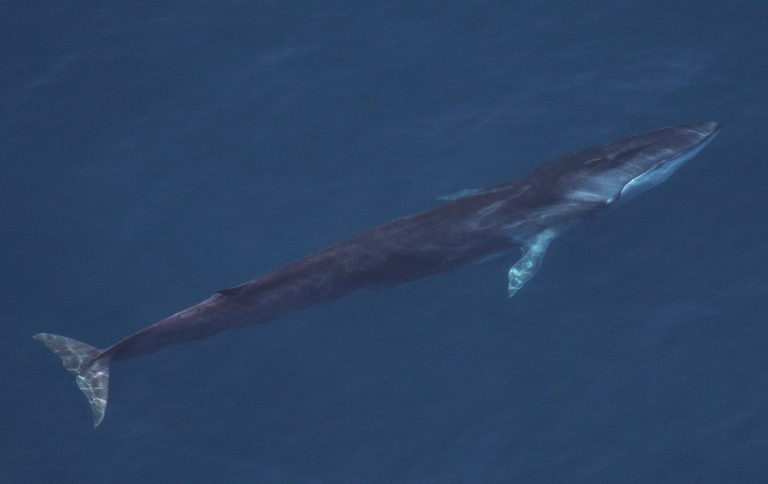 Balenottera comune in mare