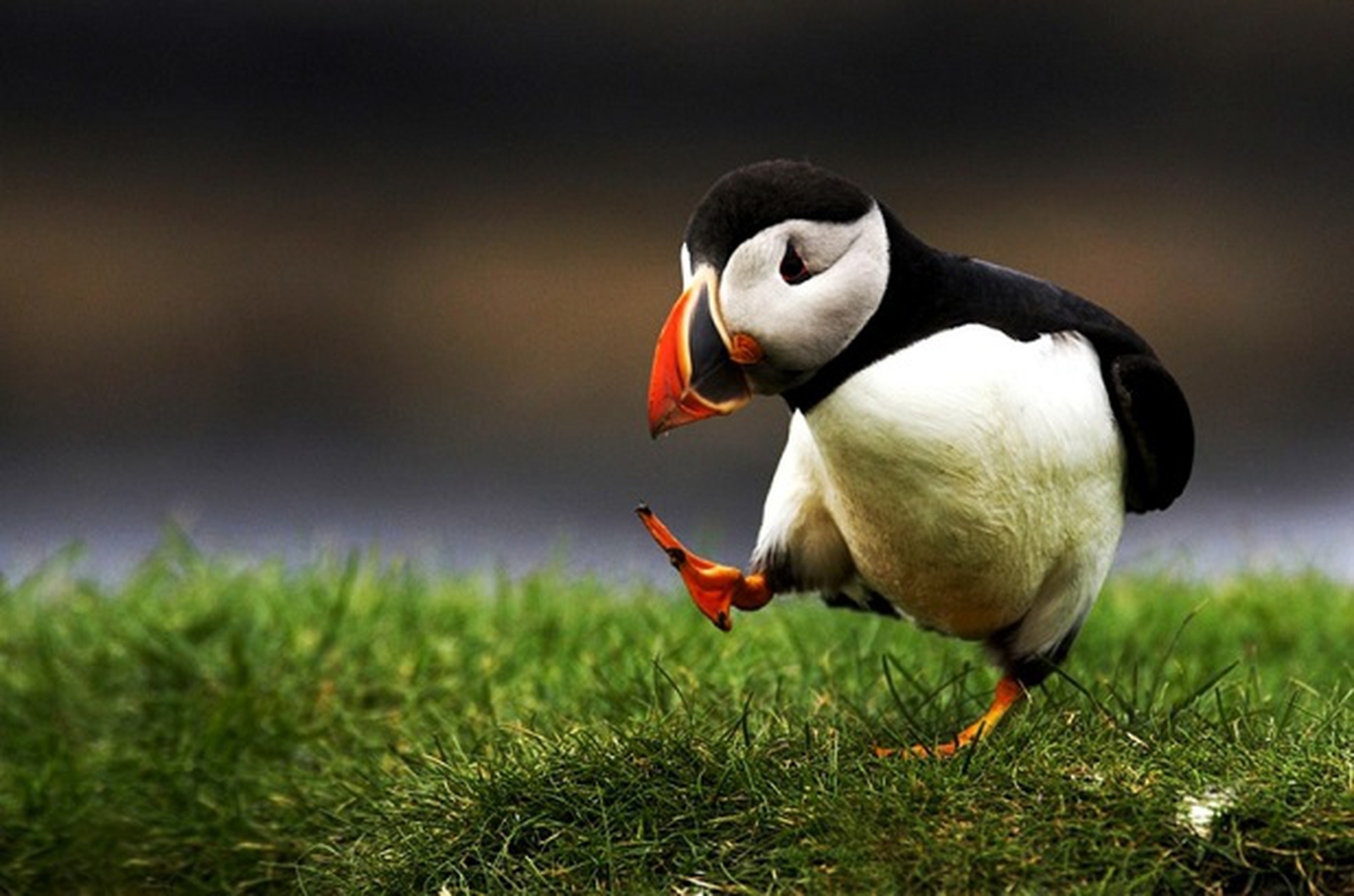 nature birds puffin 1350x896 wallpaper_www.wall321.com_25