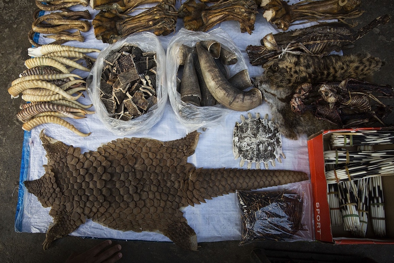 Traffico illegale di parti animali in Asia