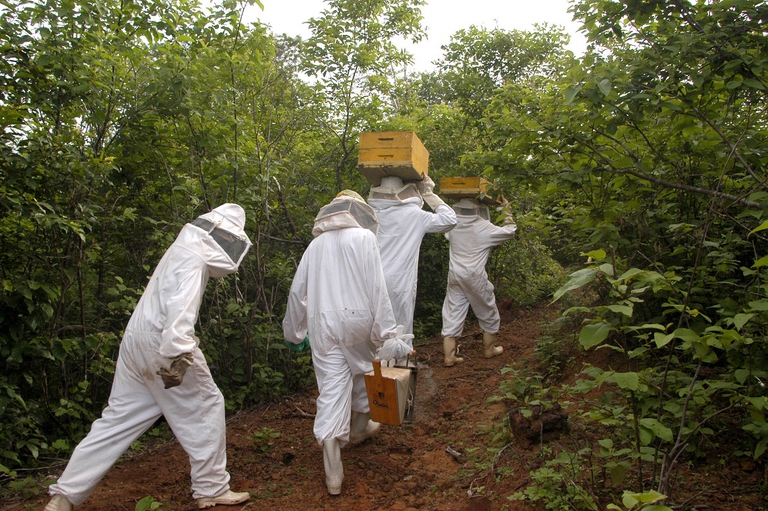 Installazione di arnie nella foresta brasiliana