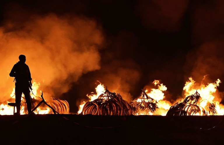 Illegal ivory tusks are burned in Kenya