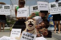 Oltre 100 cani salvati dal commercio di carne in Corea del Sud. Le loro nuove famiglie li aspettano negli Stati Uniti