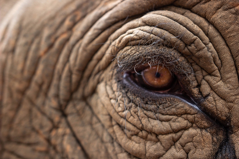 L'occhio di un elefante