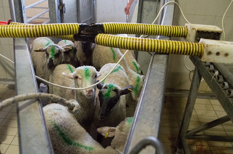 Un gruppo di agnelli al macello