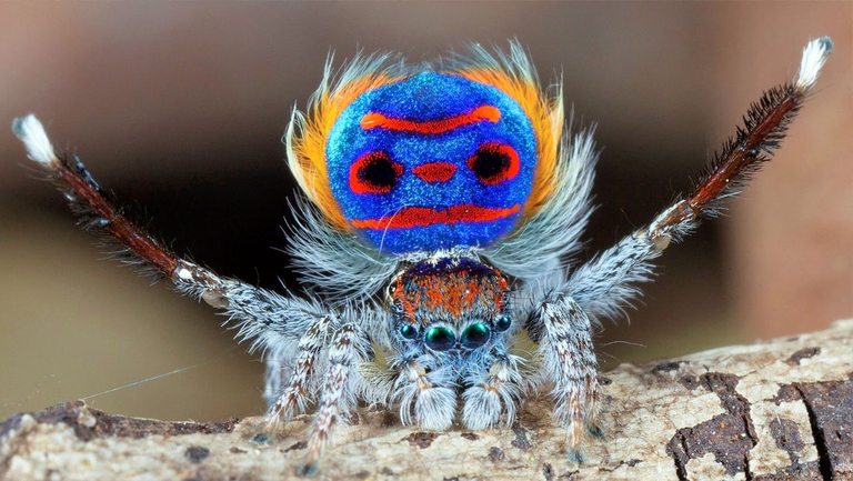 Il ragnetto pavone è una specie di ragno saltatore, di piccole dimensioni (4-5 millimetri). I maschi hanno una colorazione caratterizzata dai tipici colori rosso, blu e nero, e posseggono delle estensioni addominali che possono essere ripiegate verso il basso. Sono utilizzate durante il corteggiamento, durante il quale sono dispiegate e sollevate insieme alla terza serie di zampe in una danza. 