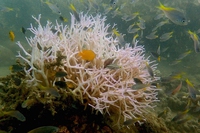 Great Barrier Reef, new photos show the extent of coral bleaching