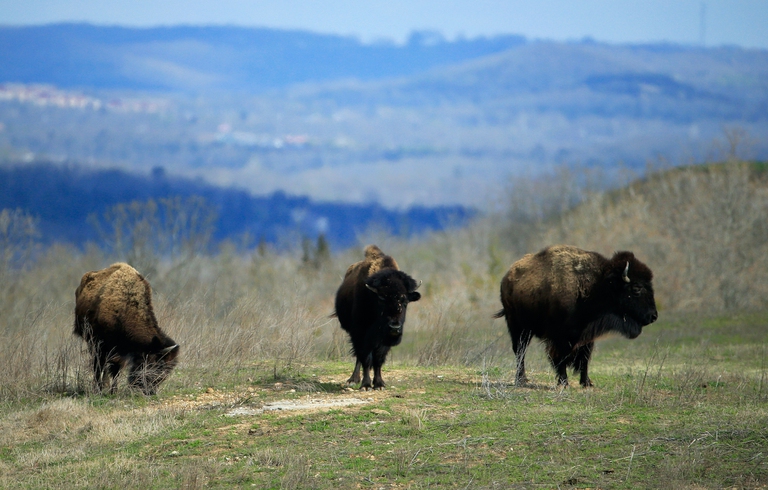 Il ritorno del bisonte nelle praterie dei sioux