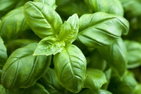 Come usare il basilico: dalla cucina ai rimedi naturali