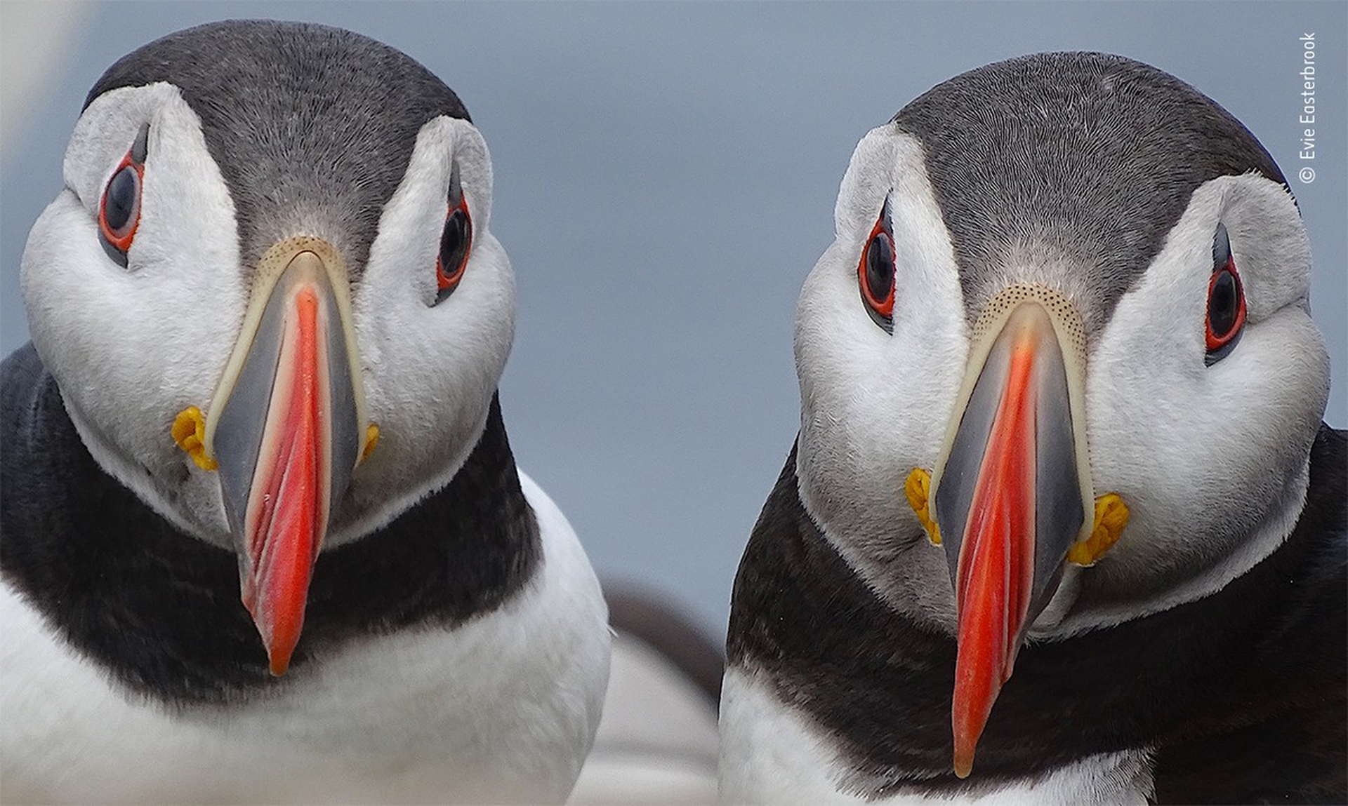 Paired-up puffins