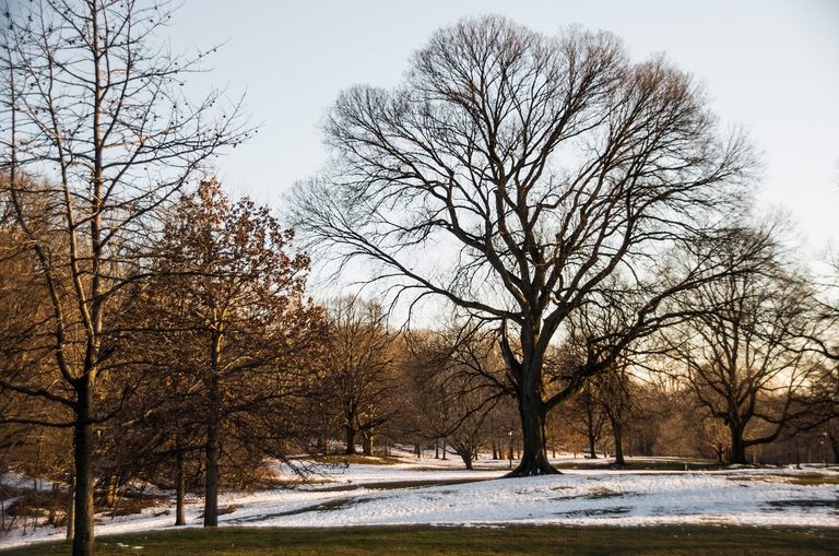 Prospect Park a New York