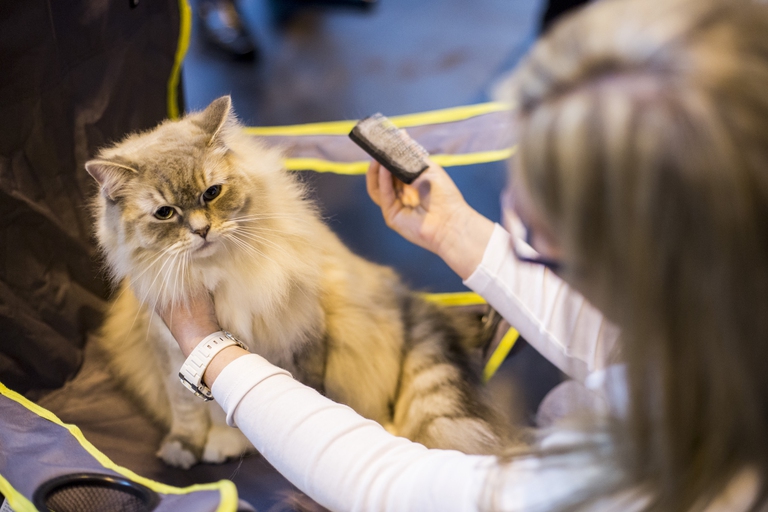 American curl, il gatto dalle orecchie ricciolute e dalla salute