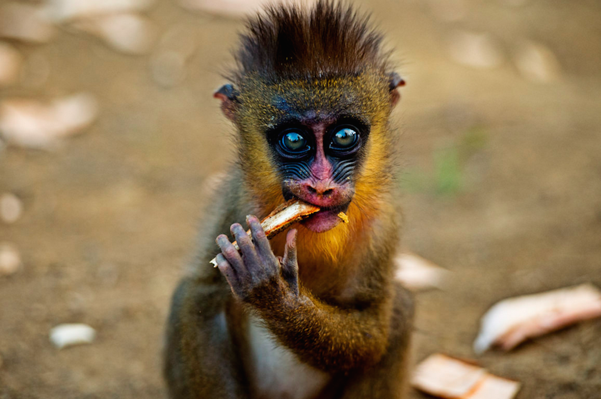6 monkey