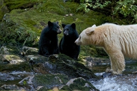La foresta di Great Bear è salva