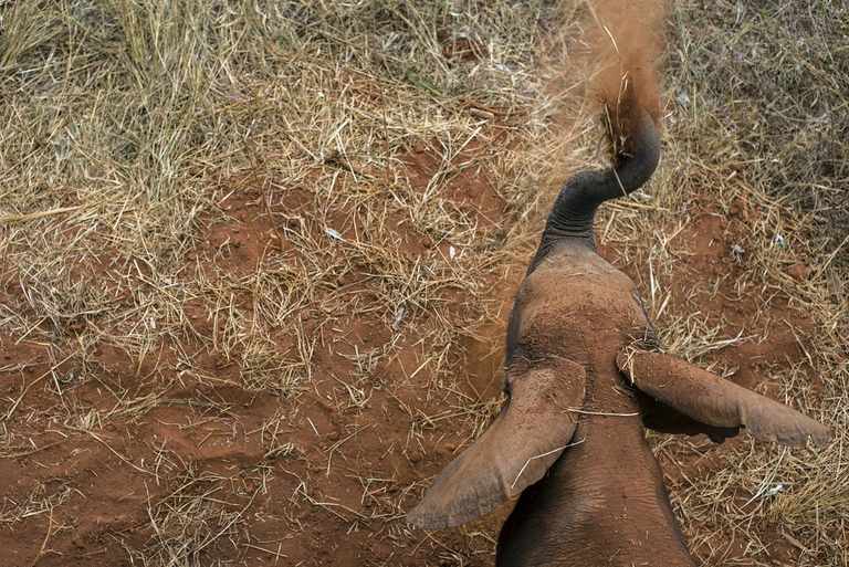 Cucciolo di elefante