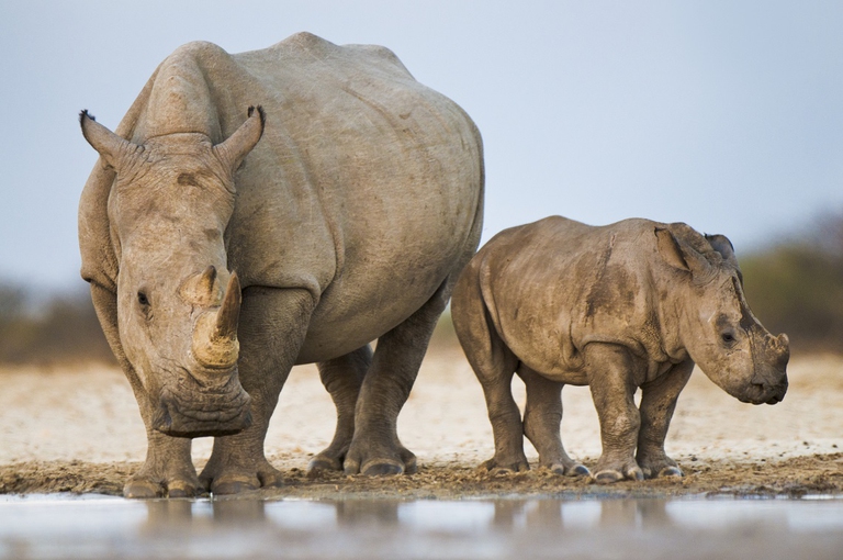 Rinoceronti bianchi in Sudafrica