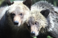 Alaska, riaprirà la caccia a orsi e lupi nei parchi nazionali