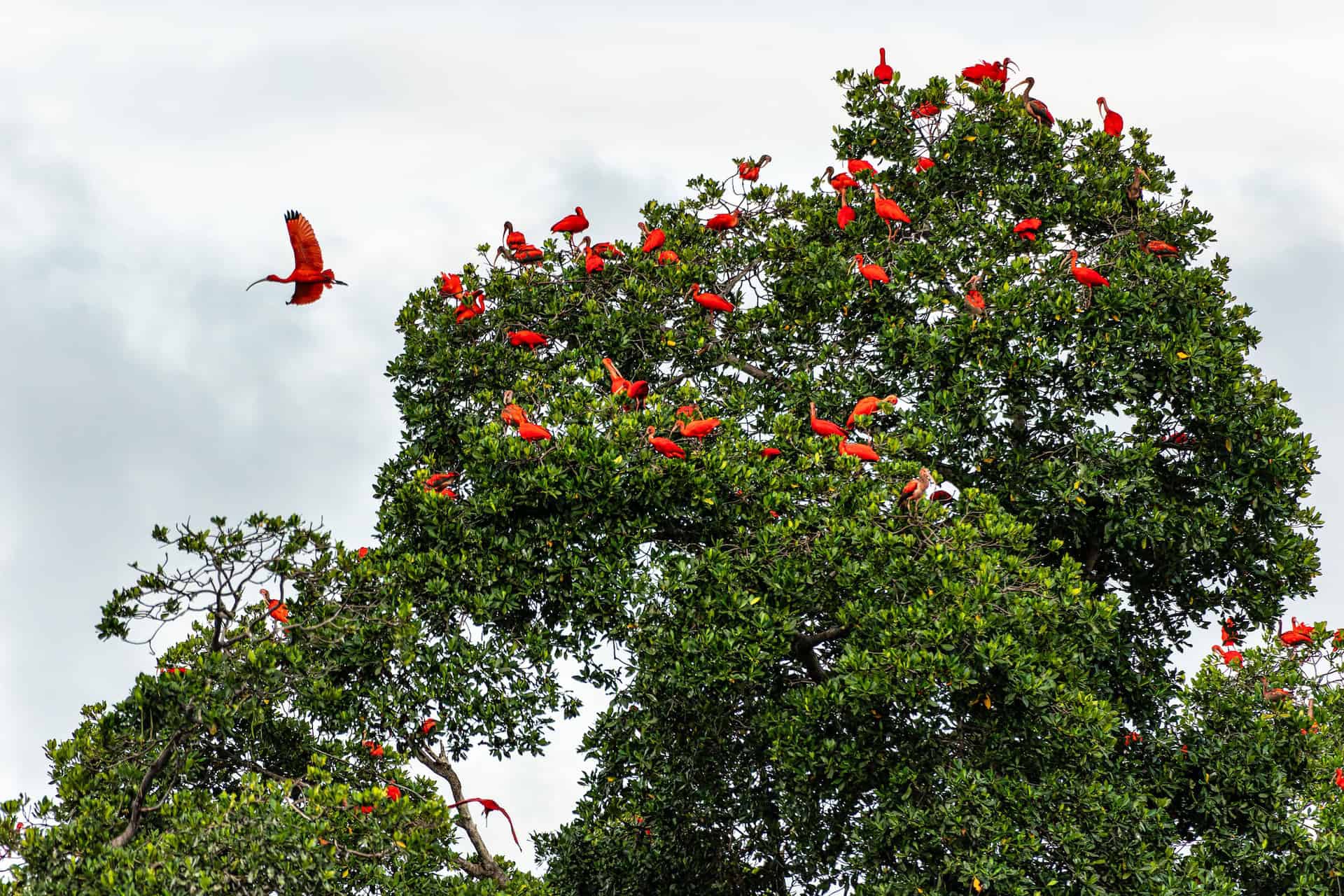 ibis rossi delta paranaba brasile