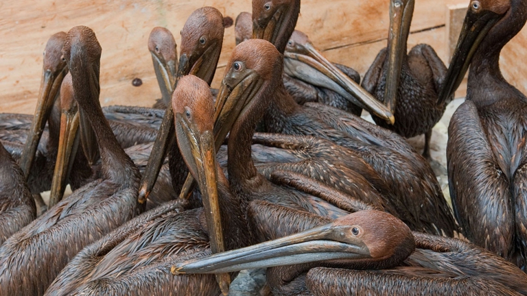 deepwater horizon pellicani petrolio