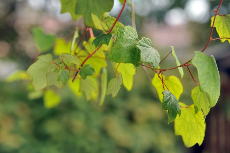 foglie di platano di Curinga