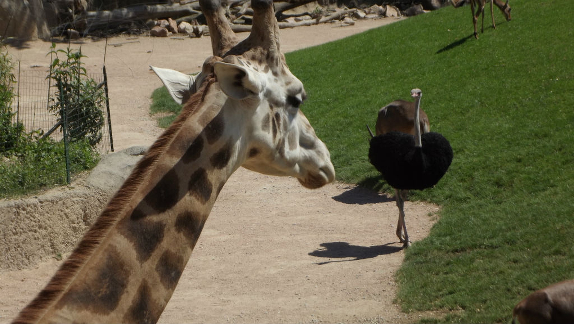 La giraffa è a rischio estinzione