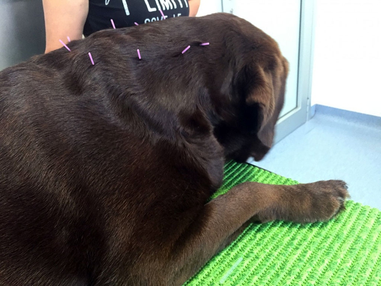 dolore animali terapie dolci