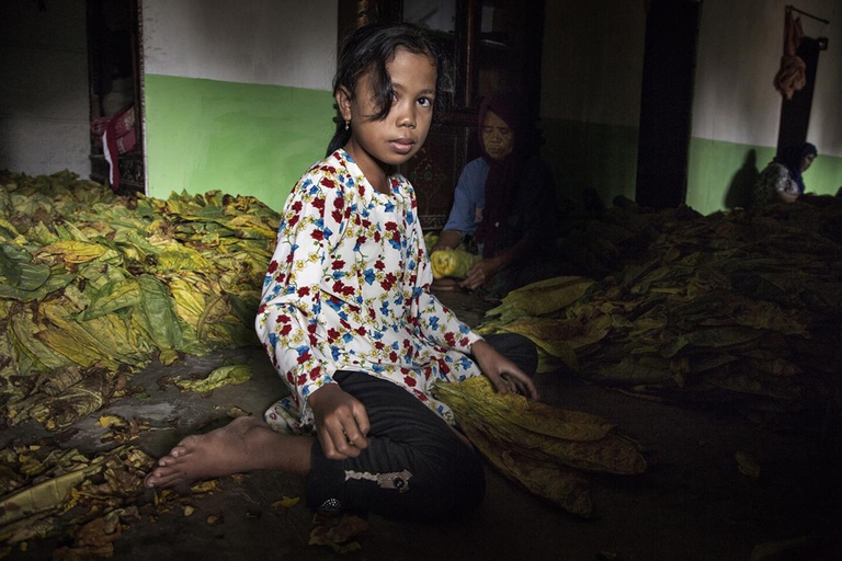 Una bimba di otto anni An 8 year old sorts and bundles tobacco leaves by hand near Sampang, East Java © 2015 Marcus Bleasdale for Human Rights Watch