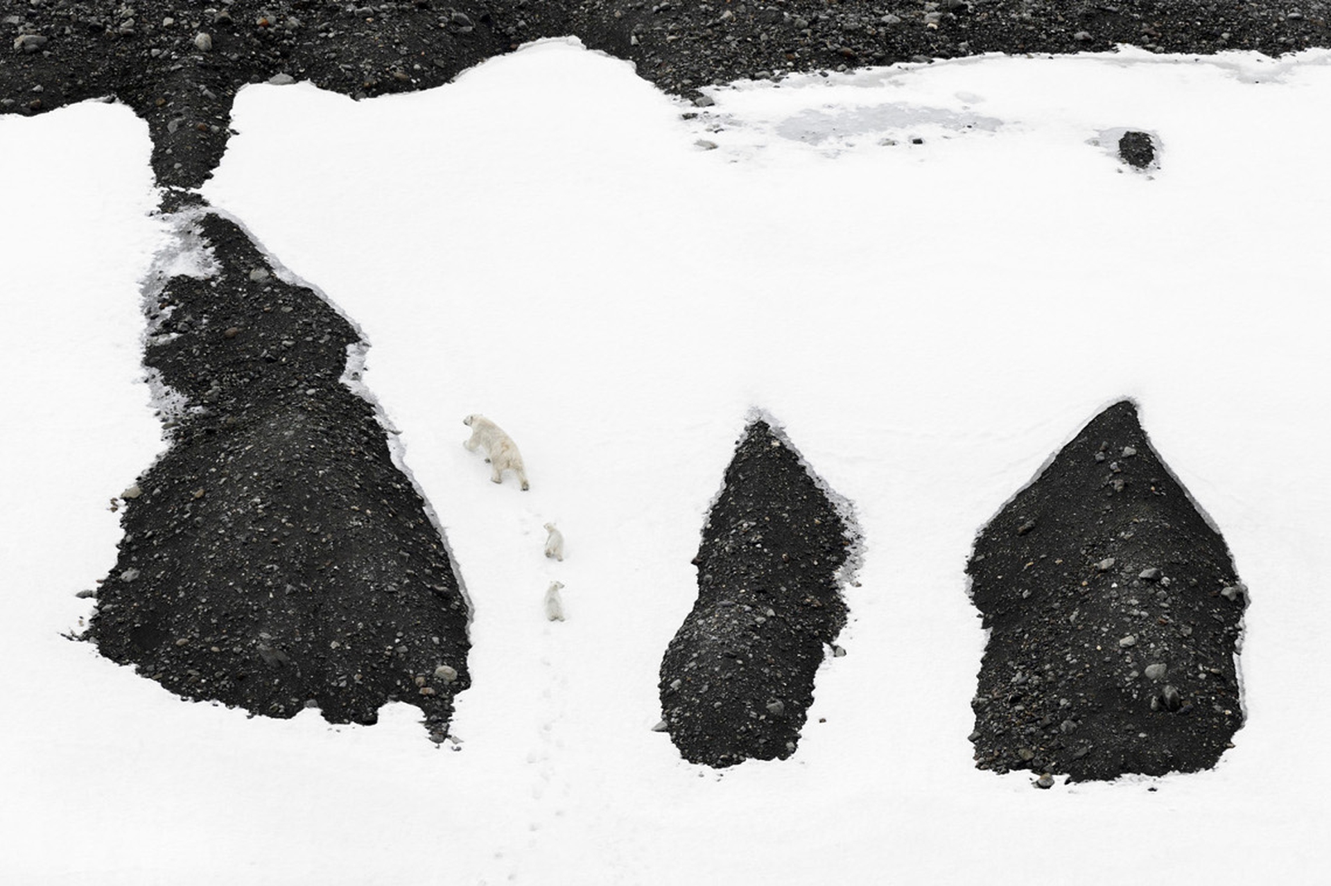 1_Vincent Munier Orsi polari, Svalbard, 2014