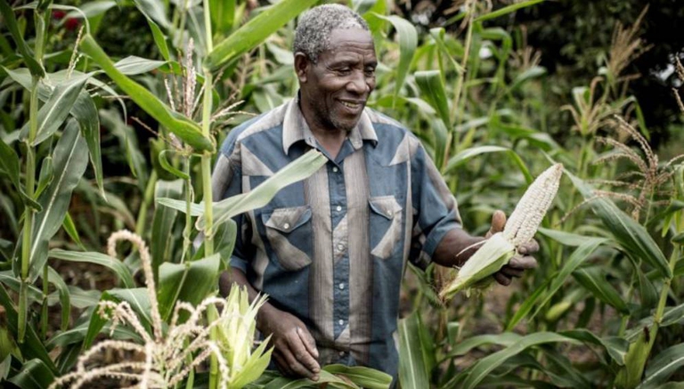 maize zambia farmer field
