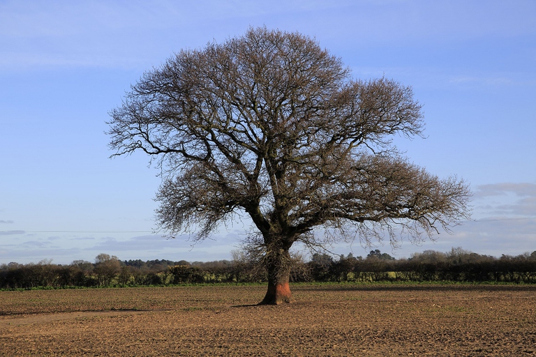 Grande albero in un campo