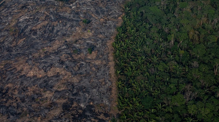 deforestation, amazon, brazil