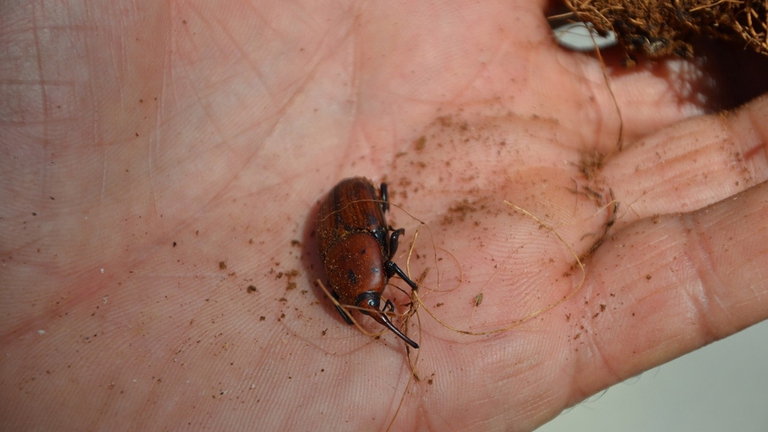punteruolo rosso palma