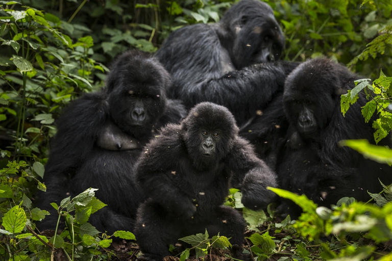 congo basin rainforest deforestation logging gorillas virunga