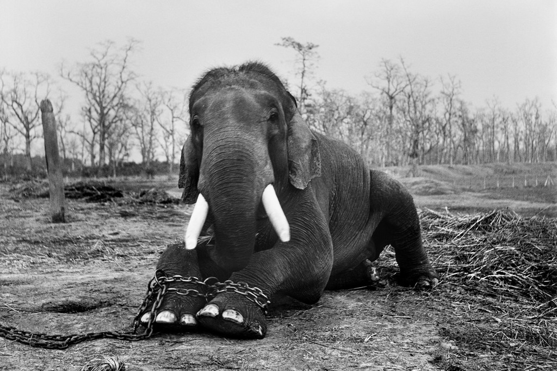 Elefante in catene – Photographers against wildlife crime