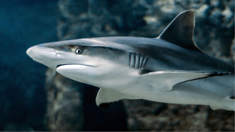 Le Hawaii sono il primo stato americano a vietare la pesca degli squali