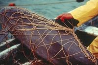 Fermato il cartello della pesca illegale che minacciava la sopravvivenza della vaquita