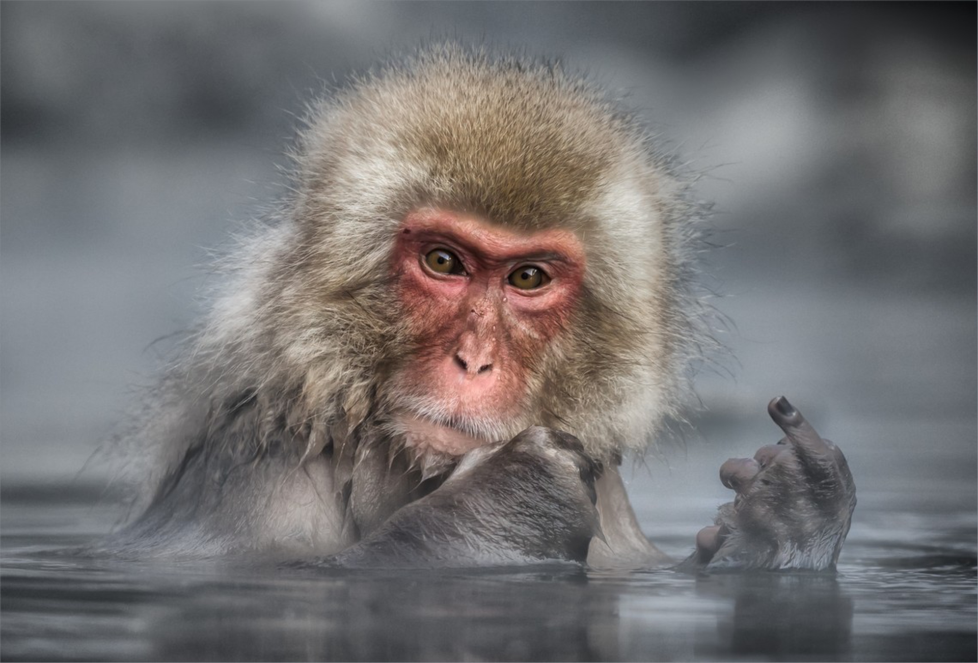 Sending a clear message di Linda Oliver – Comedy wildlife photography awards
