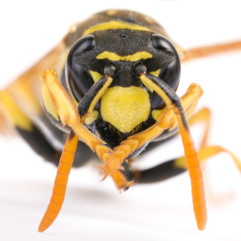 Vespa del genere Polistes