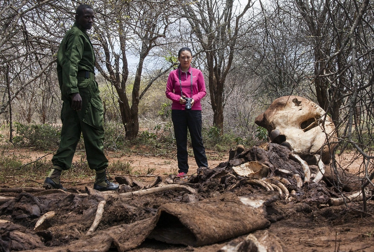 epa04399439 A handout photograph dated 06 September 2014 and made available by WildAid on 13 September 2014 shows Hong Kong Legislative Councillor Elizabeth Quat (R) and a ranger from the Samburu Trust (L) standing by the carcass of a large dead bull elephant killed by poachers on 15 July 2014 to get at their ivory tusks, in Oldonyo Nyiro, northern Laikipia, Kenya. A recent report by Save The Elephants suggests that 100,000 elephants were killed for their tusks in the last three years to feed a surging demand for ivory products, largely in Asia. WildAid, Save The Elephants, Stop Ivory, African Wildlife Foundation and the Northern Rangelands Trust are all working with Hong Kong Legislator Elizabeth Quat to support her legislative efforts to bring about a domestic ivory trade ban in the ex-British colony, and to raise up levels of public awareness on the links between the illegal killing of elephants, terrorism, and the consumption of ivory products in Hong Kong and China.  EPA/ALEX HOFFORD/WILDAID /HANDOUT  HANDOUT EDITORIAL USE ONLY/NO SALES