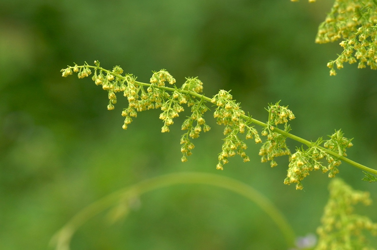 Pianta della specie Assenzio annuale