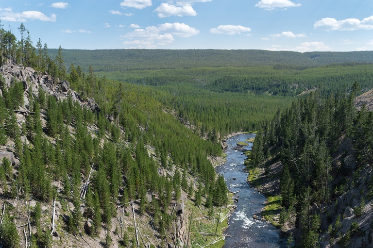 lupi al parco nazionale di Yellowstone