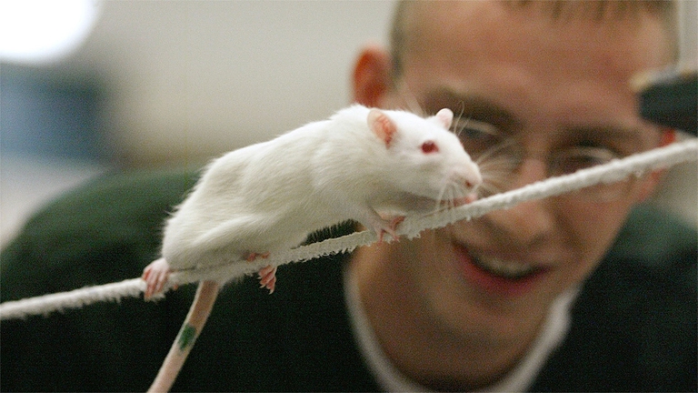 il topo domestico è facilmente addomesticabile