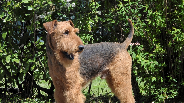 Esemplare di airedale terrier