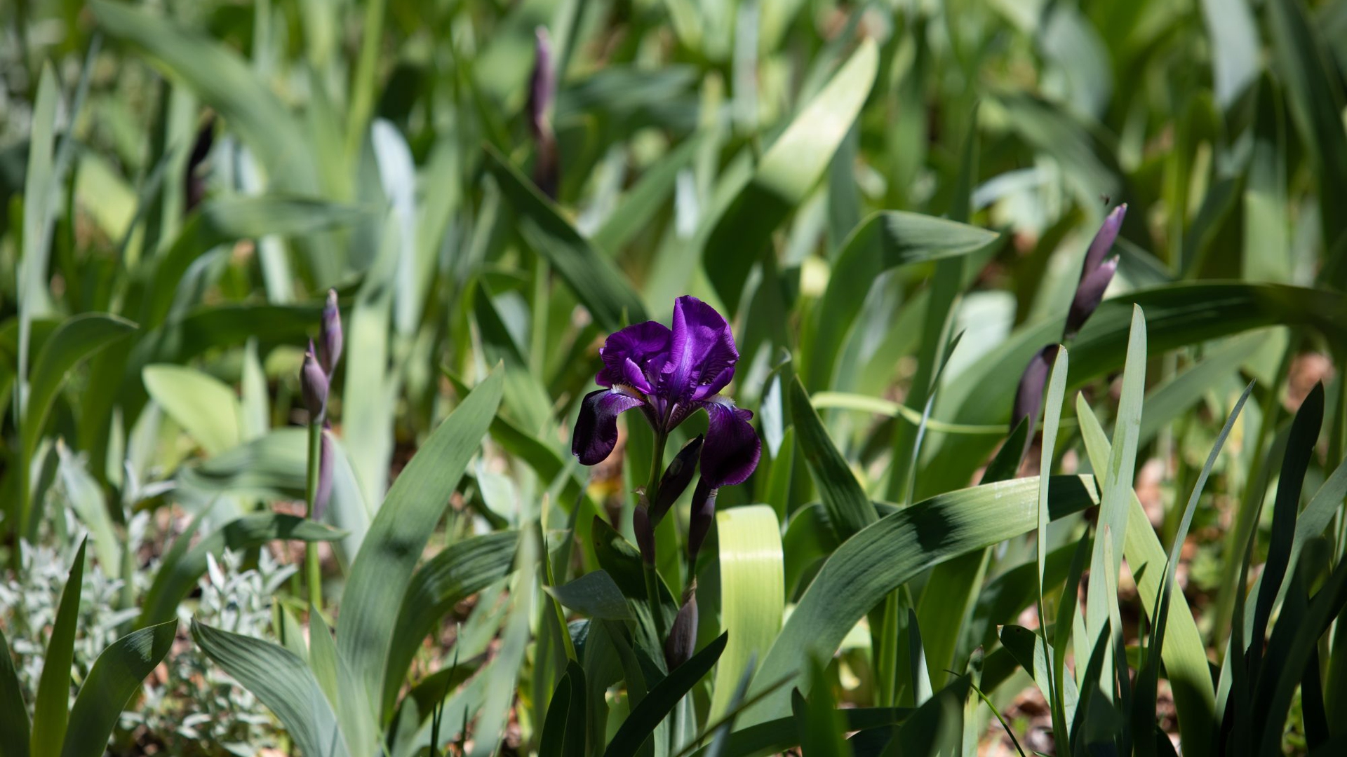 Iris marsica