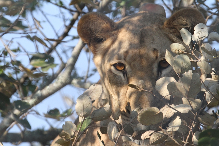 Lion in Akagera National Park © Jes Gruner