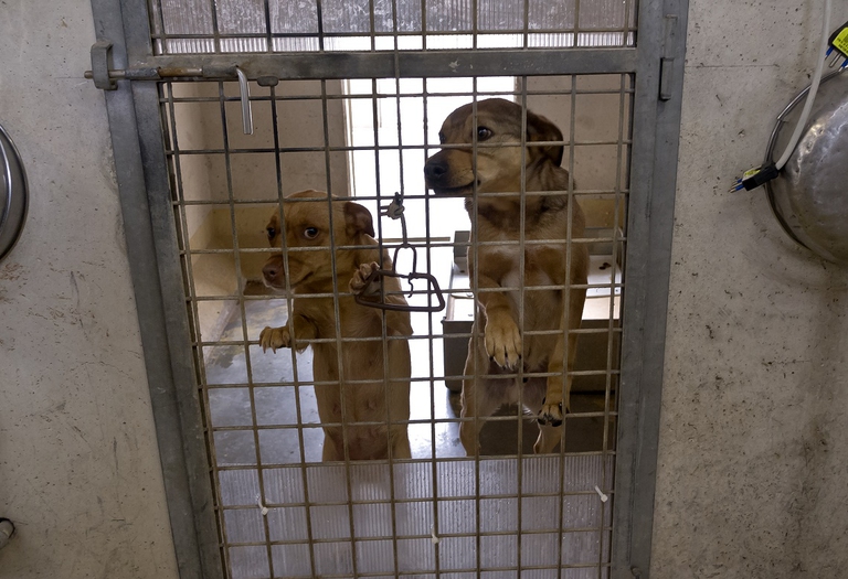 Cani in un canile romano