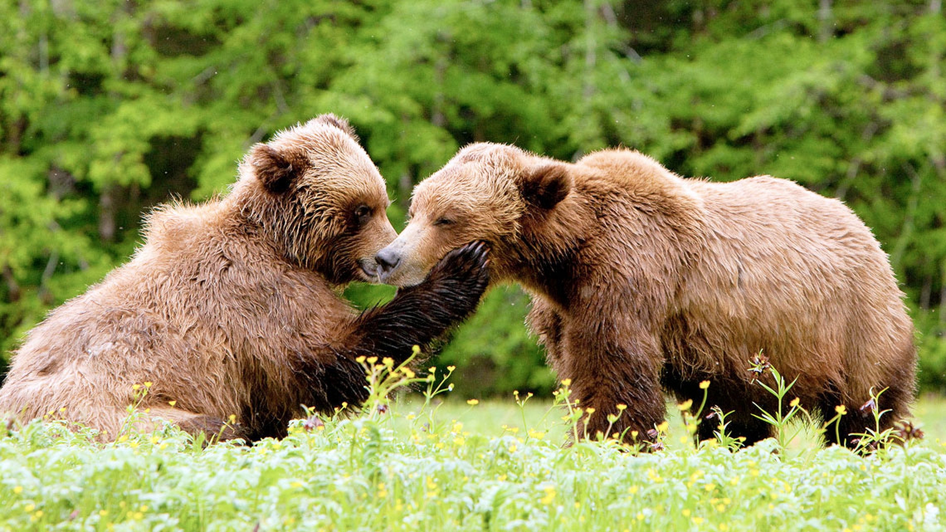 in-natura-sceglie-la-femmina