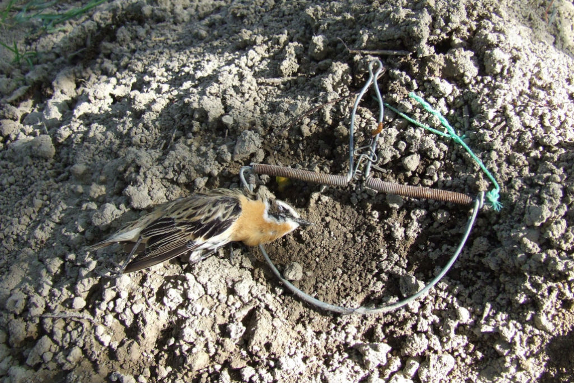 Trappola a terra con stiaccino Ischia